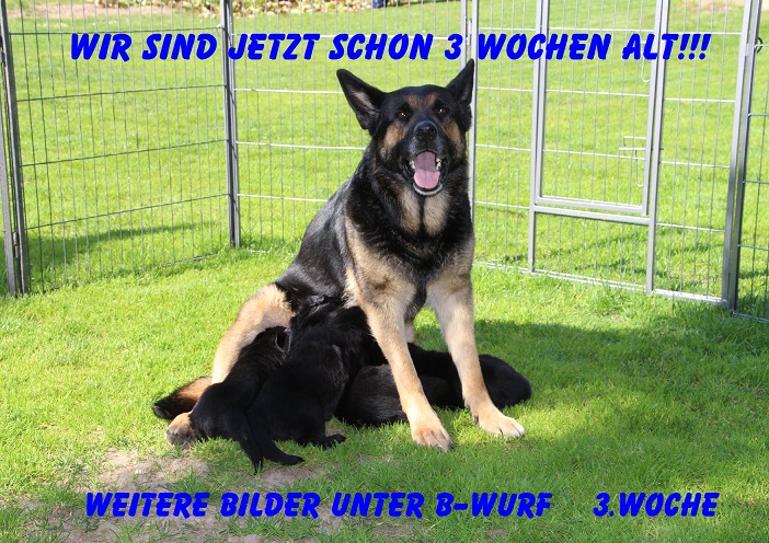 3.Woche B1 3.Woche B1