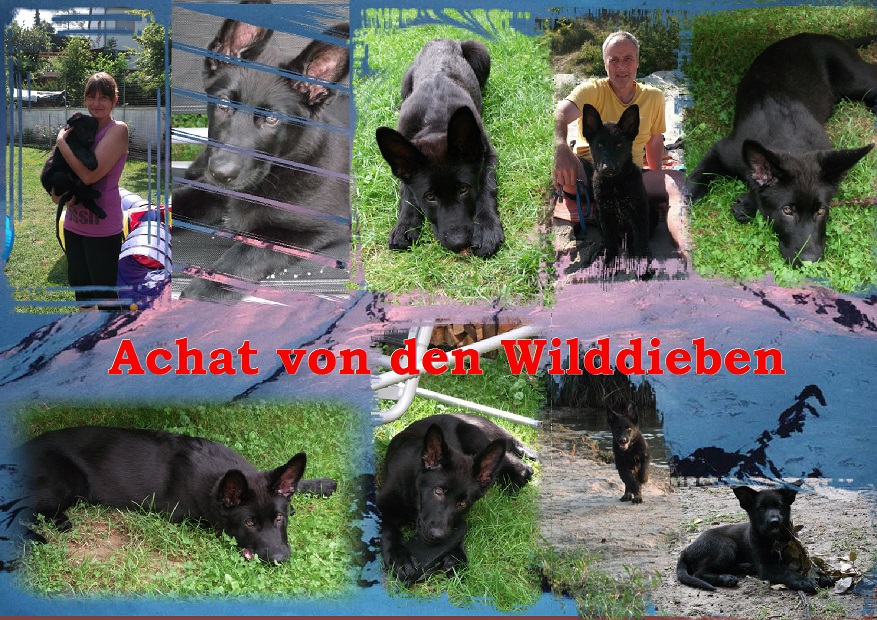 Achat 09 13 Achat 09 13