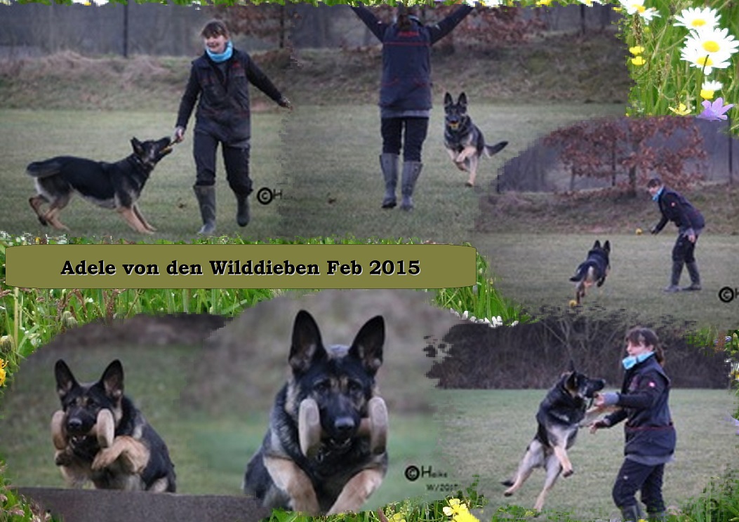 Adele Feb 15 Adele Feb 15