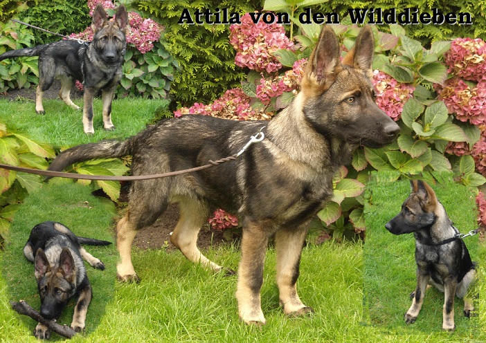 Attila Dezember Attila Dezember