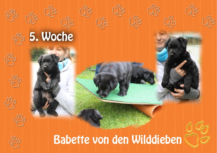 BABETTE (2) BABETTE (2)