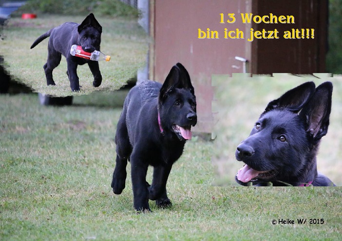 Babette 13 Wochen Babette 13 Wochen