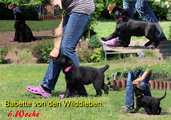 Babette 6.Woche Babette 6.Woche