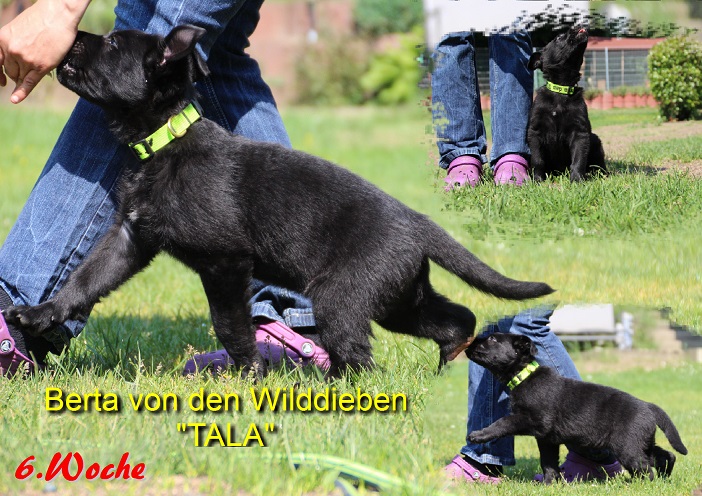 Berta 6.Woche Berta 6.Woche