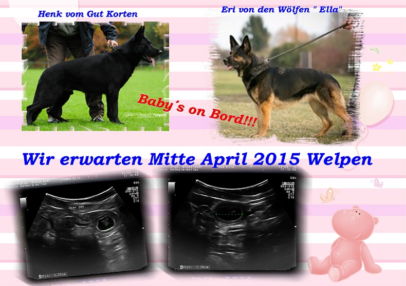 Biene B-Wurfankündigung Biene B-Wurfankündigung