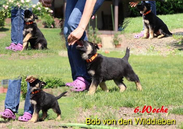 Bob 6.Woche Bob 6.Woche