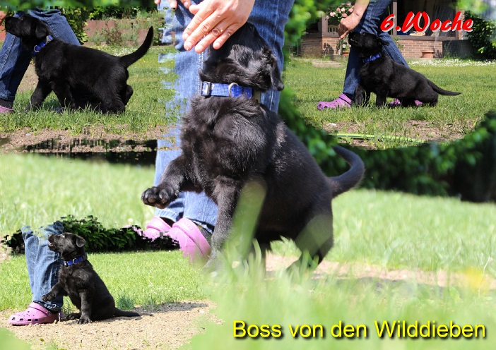 Boss 6.Woche Boss 6.Woche