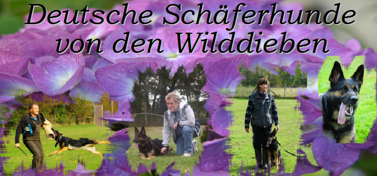 Wilddiebe Banner