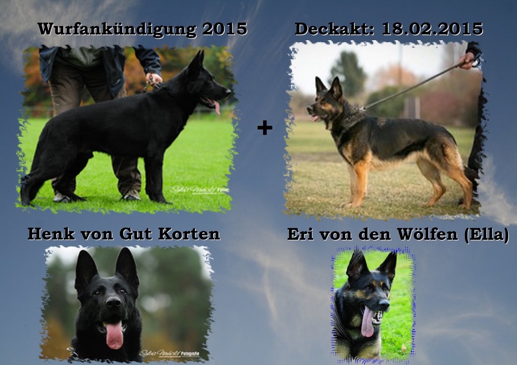 Wurfankündigung 2015 Wurfankündigung 2015